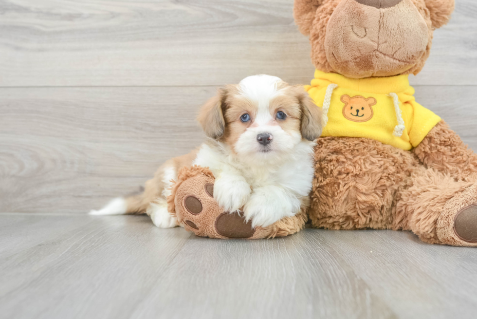 Funny Aussiechon Designer Pup