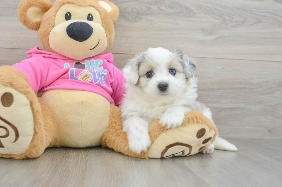 5 week old Aussiechon Puppy For Sale - Premier Pups