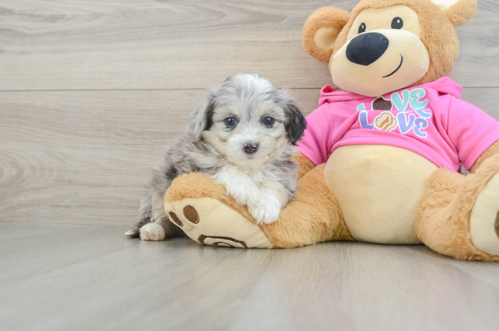 5 week old Aussiechon Puppy For Sale - Premier Pups