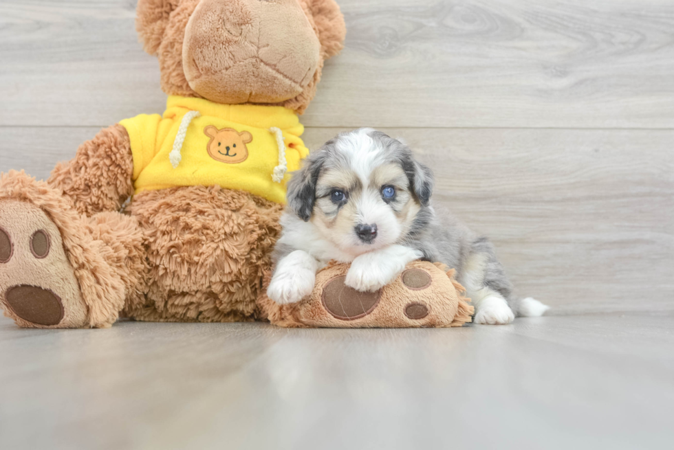 Aussiechon Pup Being Cute