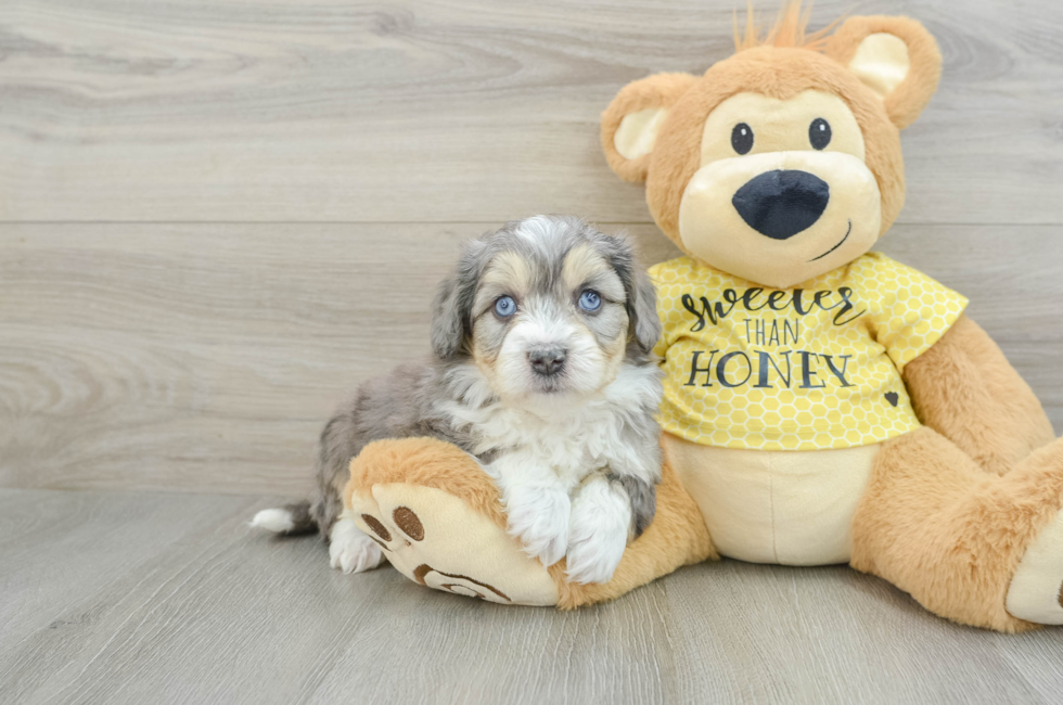 7 week old Aussiechon Puppy For Sale - Premier Pups