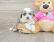 7 week old Aussiechon Puppy For Sale - Premier Pups