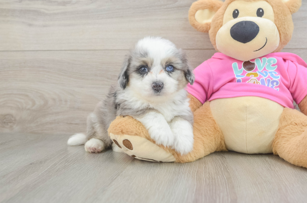 5 week old Aussiechon Puppy For Sale - Premier Pups