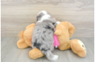 Best Aussiechon Baby