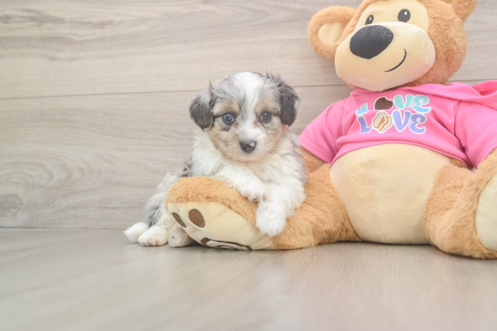 Energetic Aussie Bichon Designer Puppy