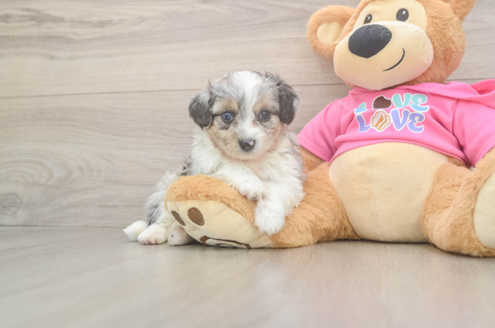 5 week old Aussiechon Puppy For Sale - Premier Pups