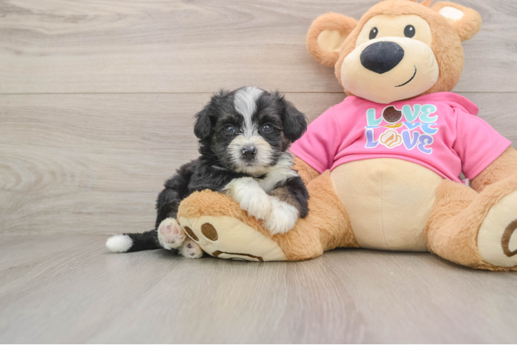 Sweet Aussiechon Baby