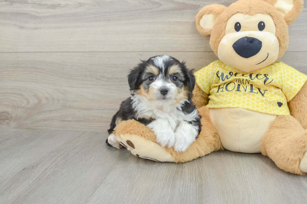 5 week old Aussiechon Puppy For Sale - Premier Pups