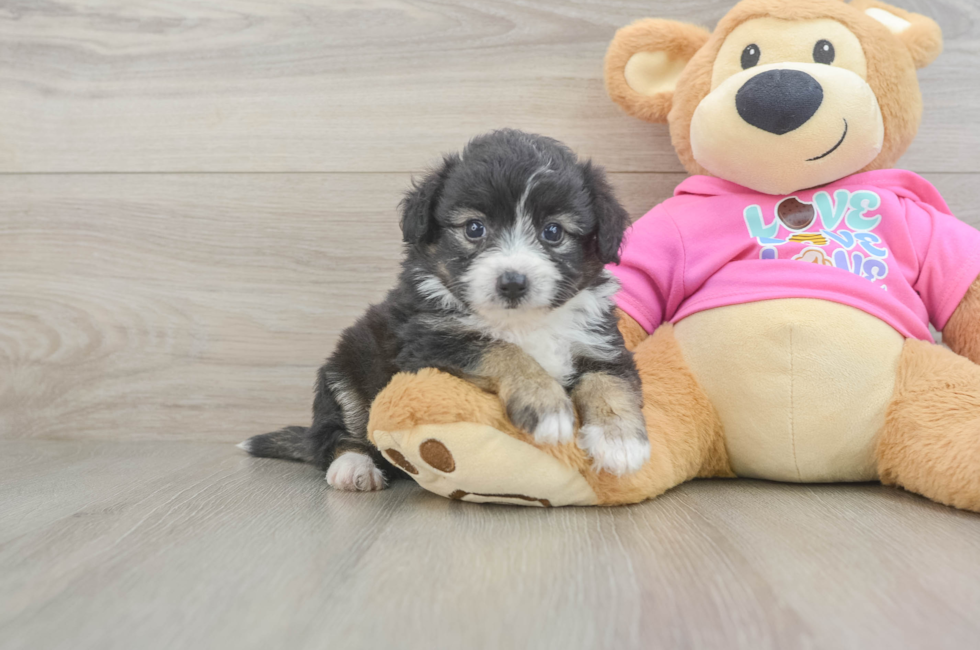 5 week old Aussiechon Puppy For Sale - Premier Pups
