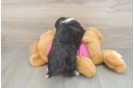Aussiechon Puppy for Adoption