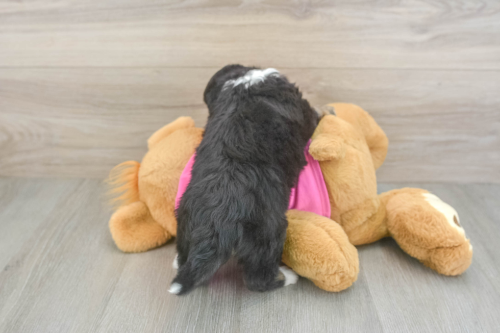 Aussiechon Puppy for Adoption