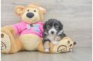 Best Aussiechon Baby