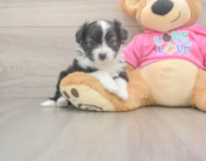 7 week old Aussiechon Puppy For Sale - Premier Pups