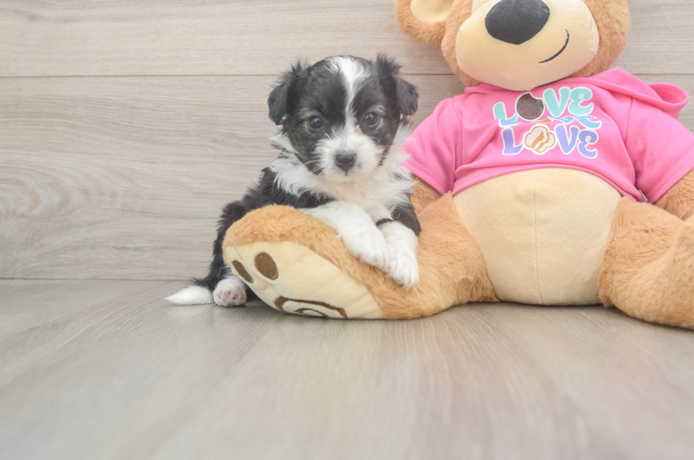 5 week old Aussiechon Puppy For Sale - Premier Pups