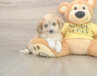 5 week old Aussiechon Puppy For Sale - Premier Pups