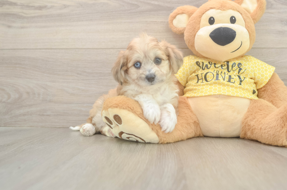 5 week old Aussiechon Puppy For Sale - Premier Pups