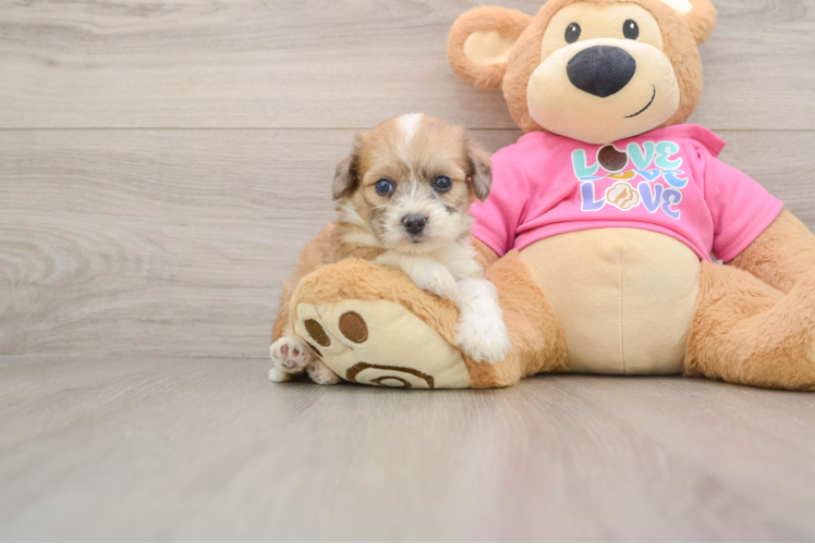Best Aussiechon Baby