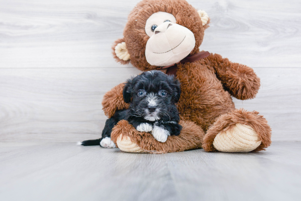 Aussiechon Puppy for Adoption