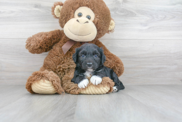 Aussiechon Puppy for Adoption