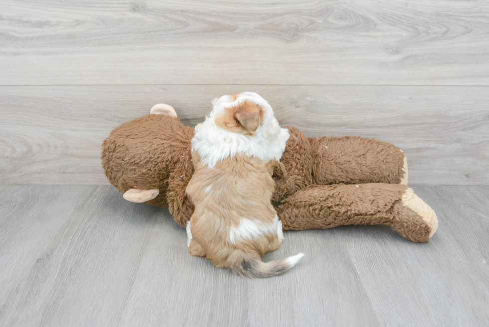 Little Australian Designer Puppy