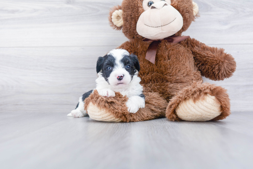 Hypoallergenic Australian Designer Puppy