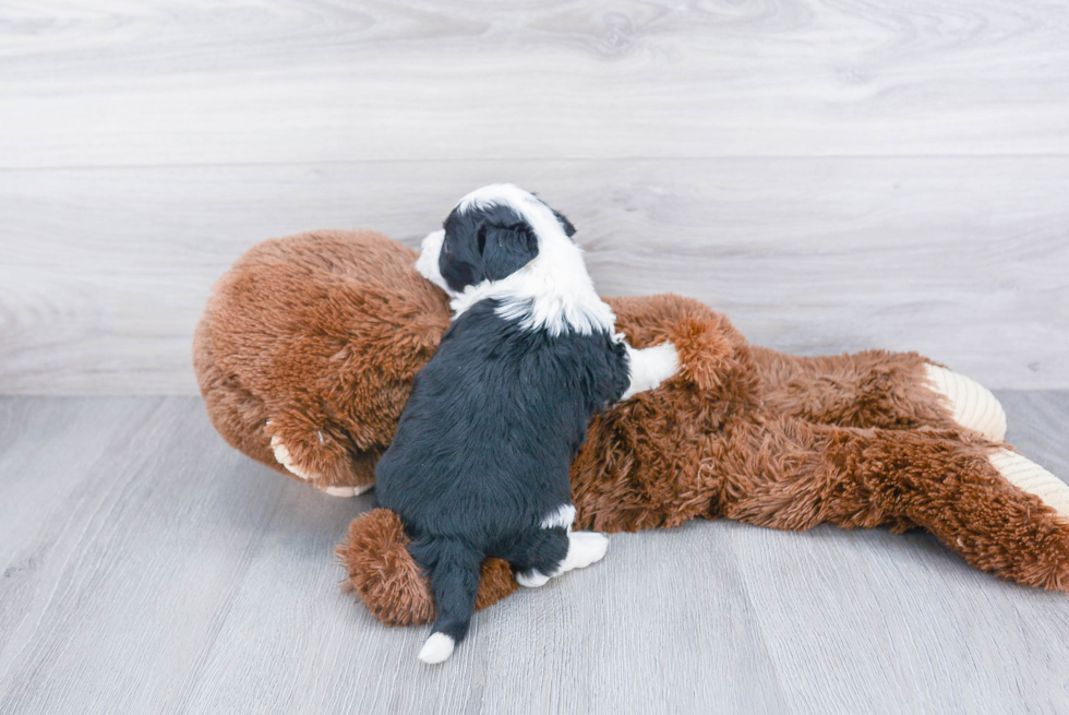 Fluffy Aussiechon Designer Pup