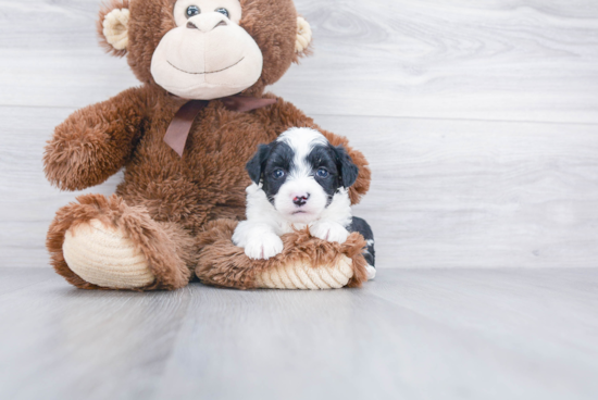 Energetic Australian Designer Puppy