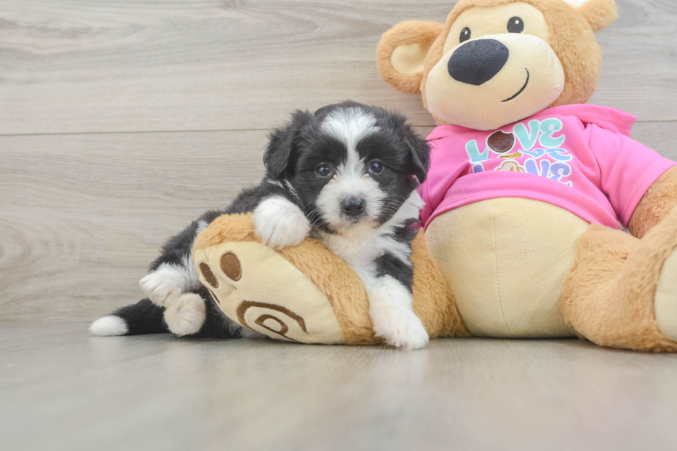 Petite Aussiechon Designer Pup