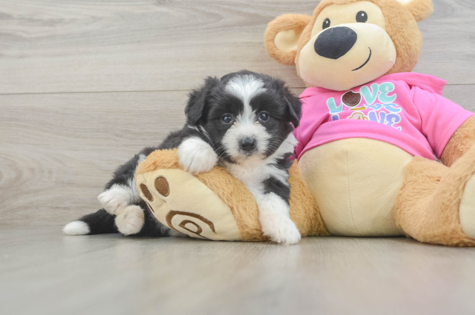 5 week old Aussiechon Puppy For Sale - Premier Pups