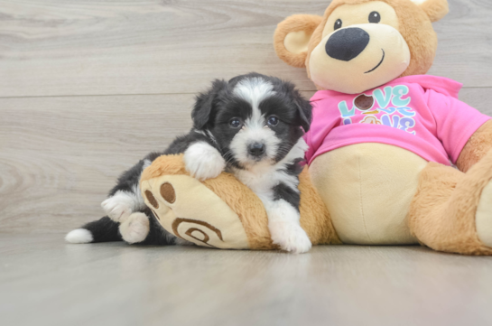 Petite Aussiechon Designer Pup