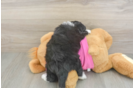 Aussiechon Puppy for Adoption