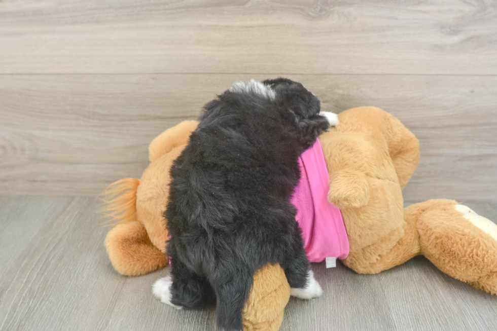 Aussiechon Puppy for Adoption