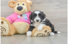 Fluffy Aussiechon Designer Pup