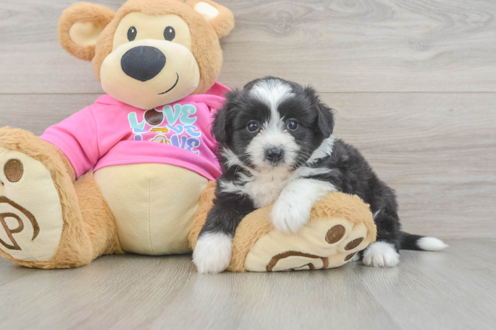 Fluffy Aussiechon Designer Pup