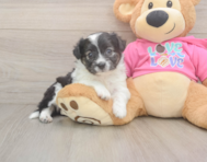 8 week old Aussiechon Puppy For Sale - Premier Pups
