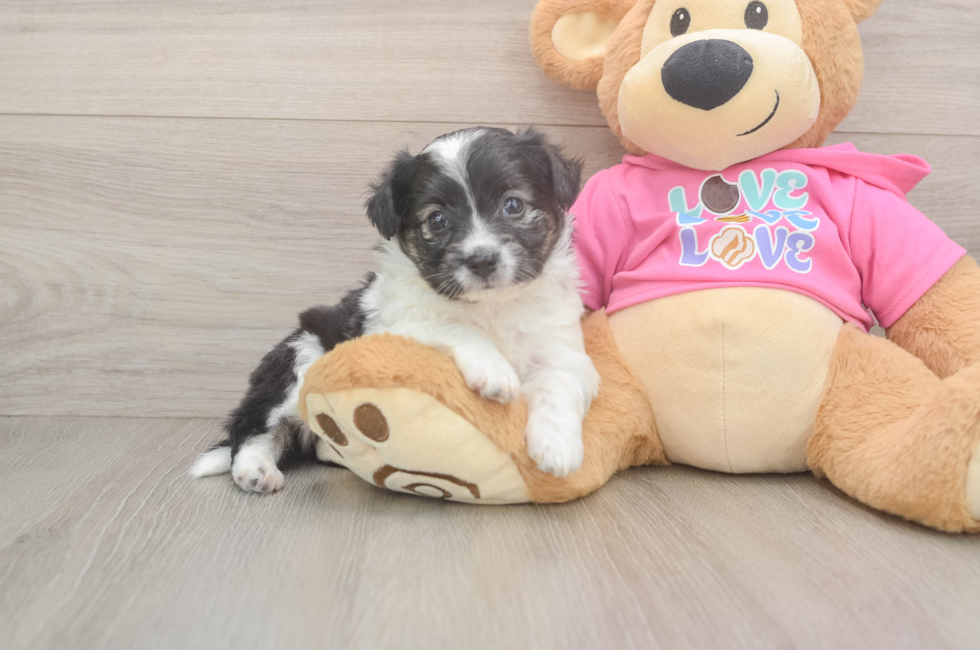 5 week old Aussiechon Puppy For Sale - Premier Pups