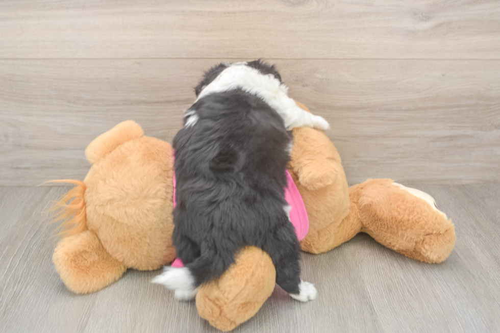 Energetic Aussie Bichon Designer Puppy