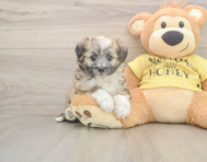 6 week old Aussiechon Puppy For Sale - Premier Pups