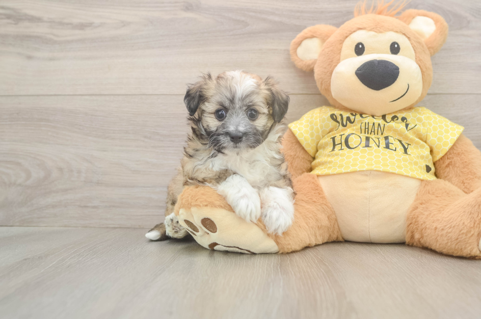 5 week old Aussiechon Puppy For Sale - Premier Pups