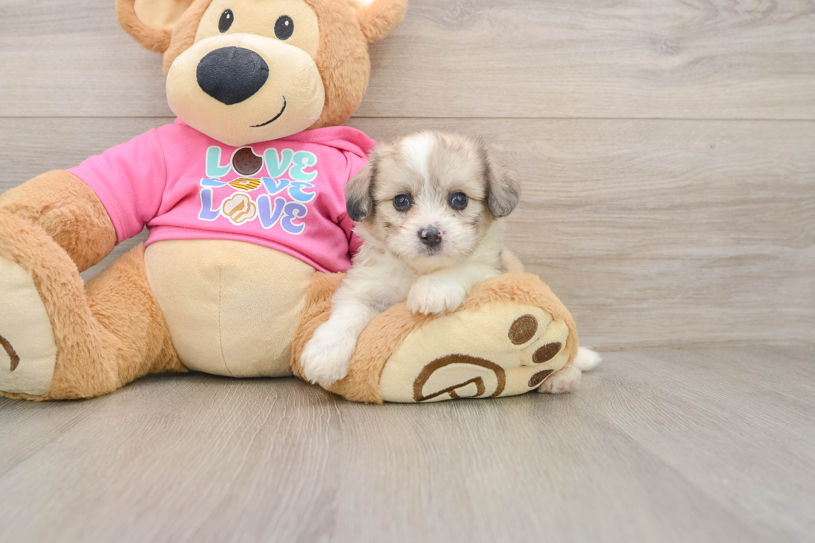 Aussiechon Puppy for Adoption
