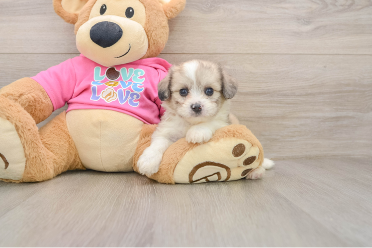 Aussiechon Puppy for Adoption