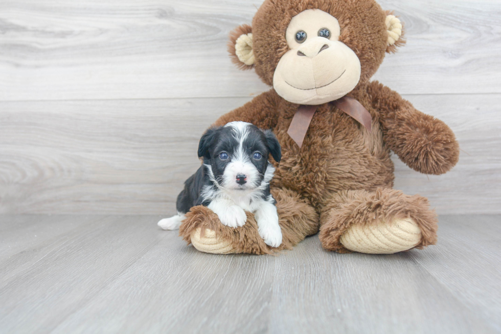 Adorable Australian Designer Puppy