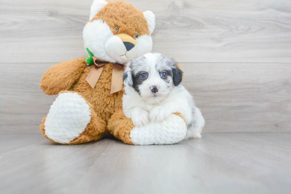 Funny Aussiechon Designer Pup