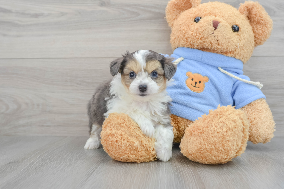 Aussiechon Puppy for Adoption