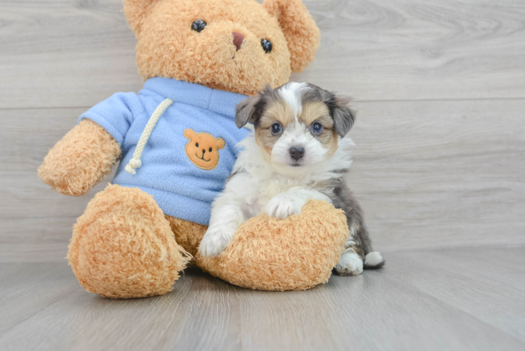 Energetic Australian Designer Puppy