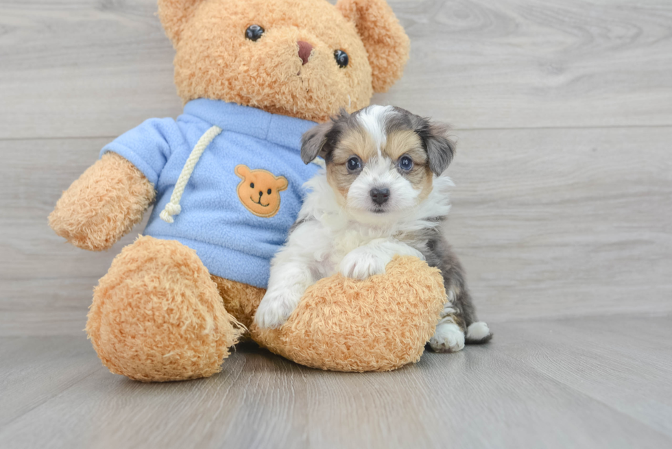 Energetic Australian Designer Puppy