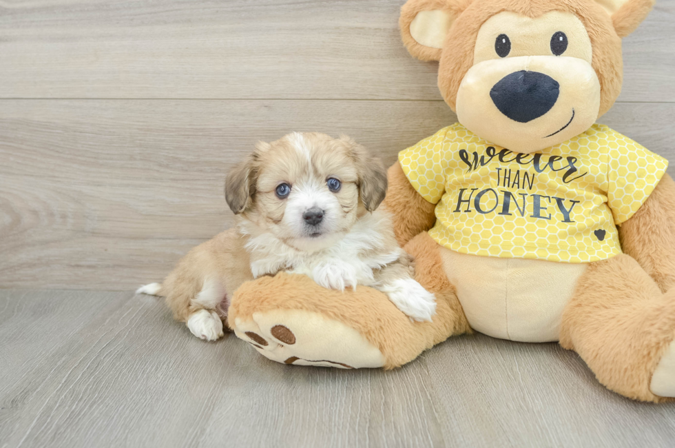 5 week old Aussiechon Puppy For Sale - Premier Pups