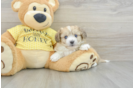 Aussiechon Puppy for Adoption