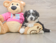 6 week old Aussiechon Puppy For Sale - Premier Pups