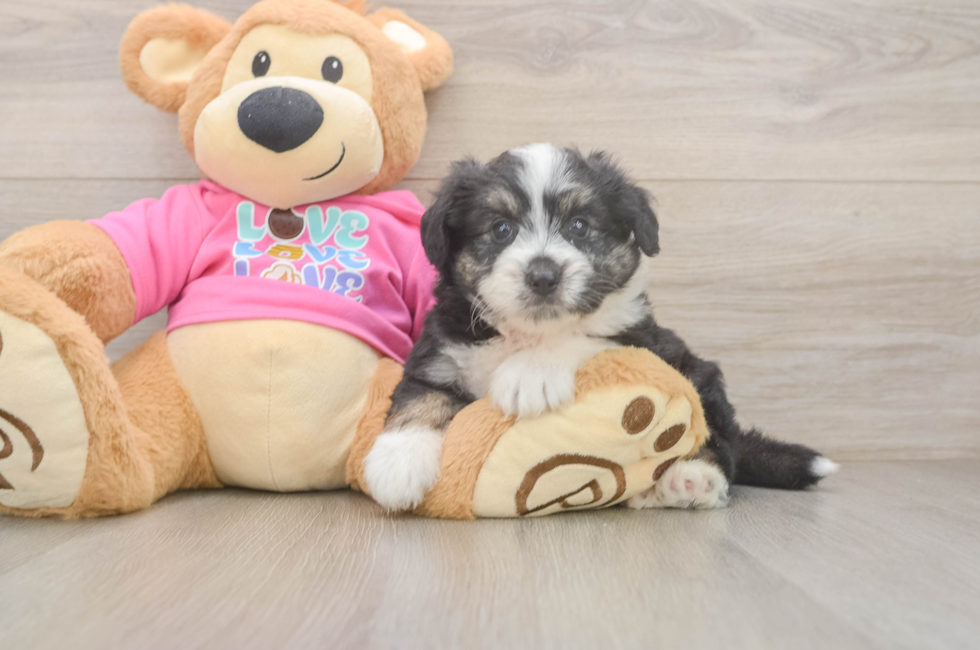 5 week old Aussiechon Puppy For Sale - Premier Pups